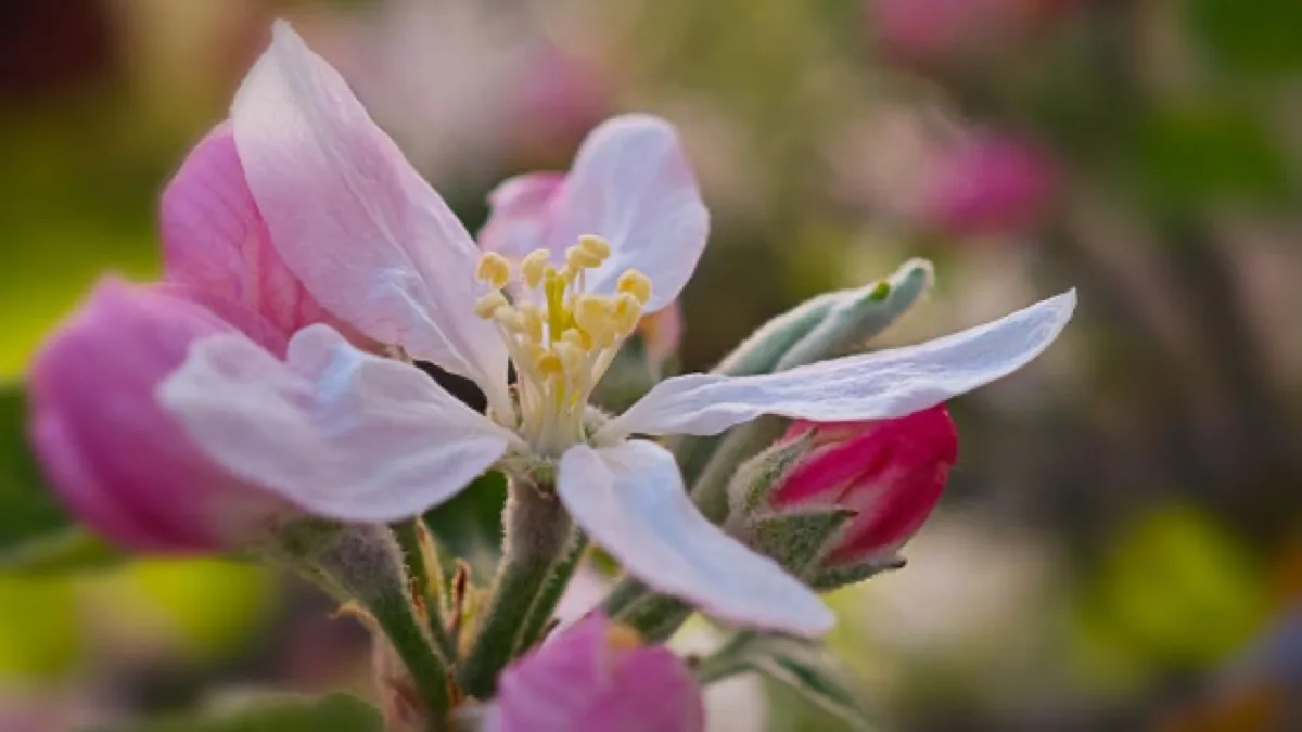 im-visions, galerie de photographie de nature de Philippe Ramakers