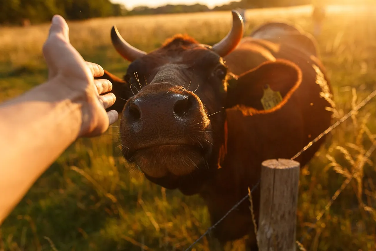 Vache au pâturage au coucher du soleil, photographie de Philippe Ramakers pour les fermes en vente directe